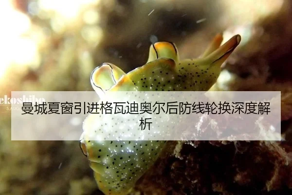 曼城夏窗引进格瓦迪奥尔后防线轮换深度解析